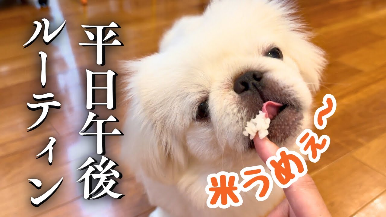 【可愛すぎて在宅勤務が進まない】ご飯もパンも好き、だけど〇〇は怖い犬の平日ルーティン【ぺたろー日和】