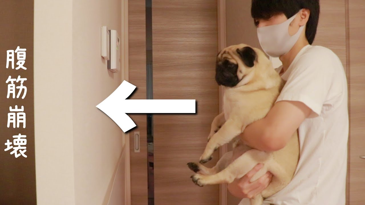 賢いと壁に手をつくと噂の実験を、賢いと噂のパグが挑戦した結果がすごい！