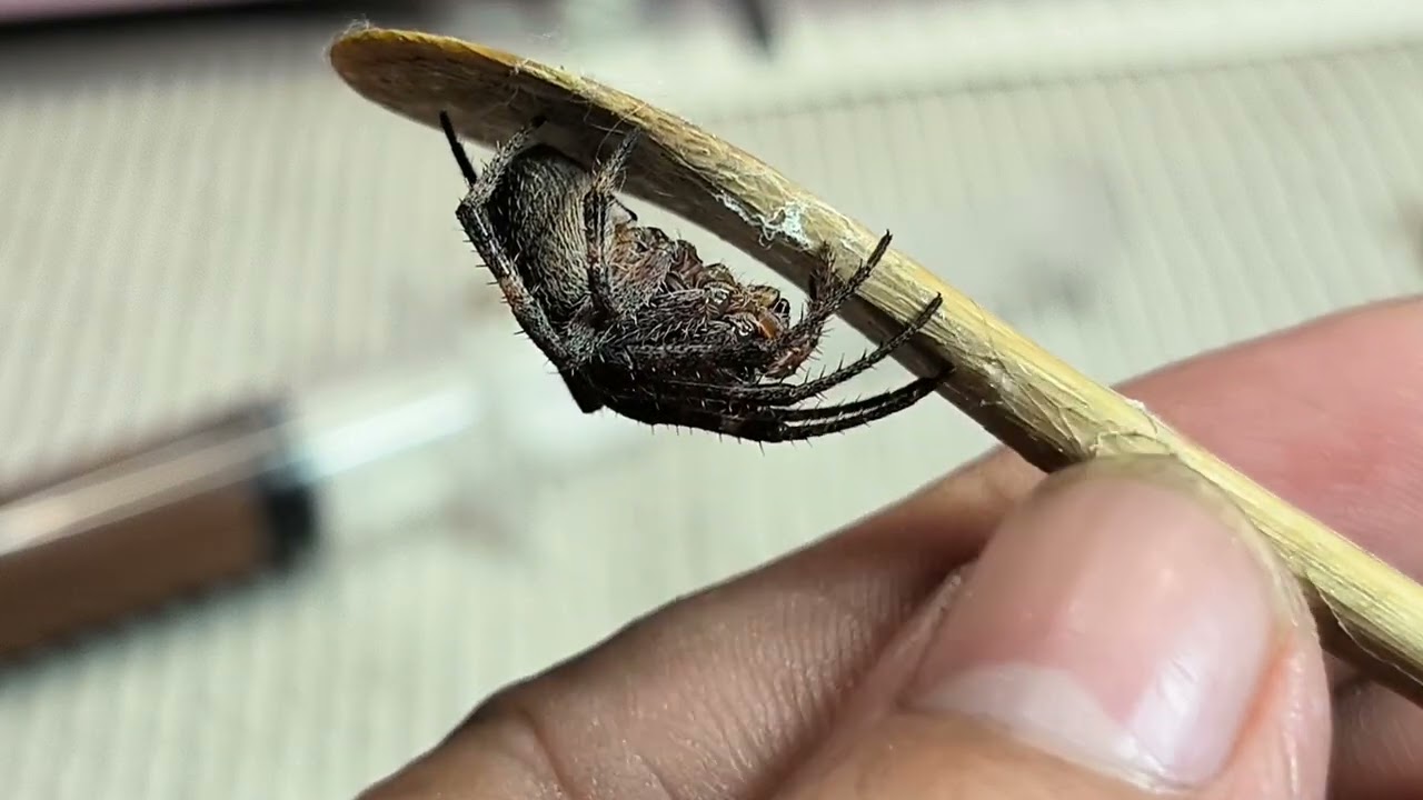 robzspider V38- alertness test/1st pointing to puncher. part 1/4