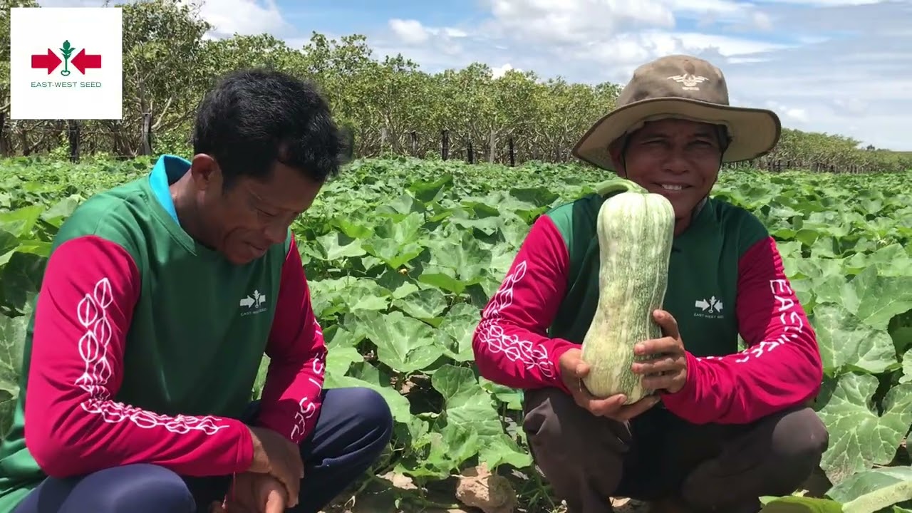 ពូជល្ពៅទ្រូវែង ក្រុមហ៊ុនព្រួញក្រហម