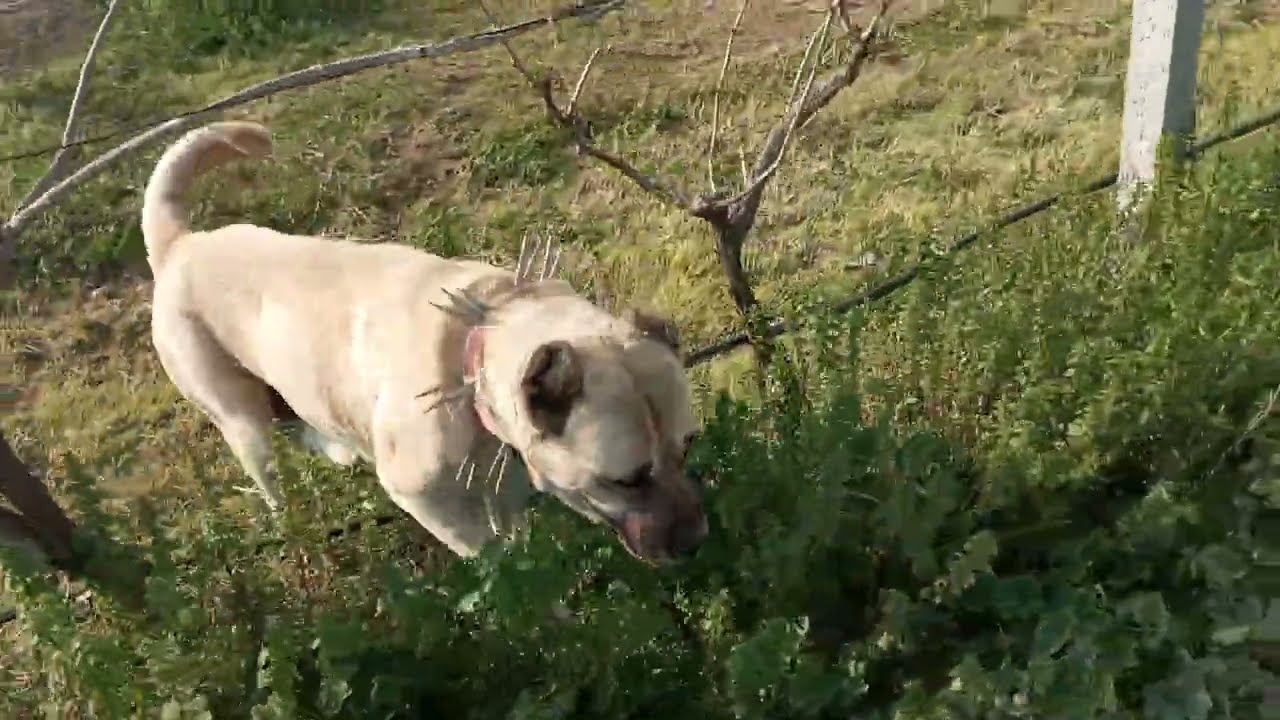 DİŞİ KÖPEKLER KARŞI KARŞI GELDİLER? BEYAZ DİŞİ PANZERE ÜSTÜNLÜK KURMAYA ÇALIŞINCA ORTAM GERİLDİ.
