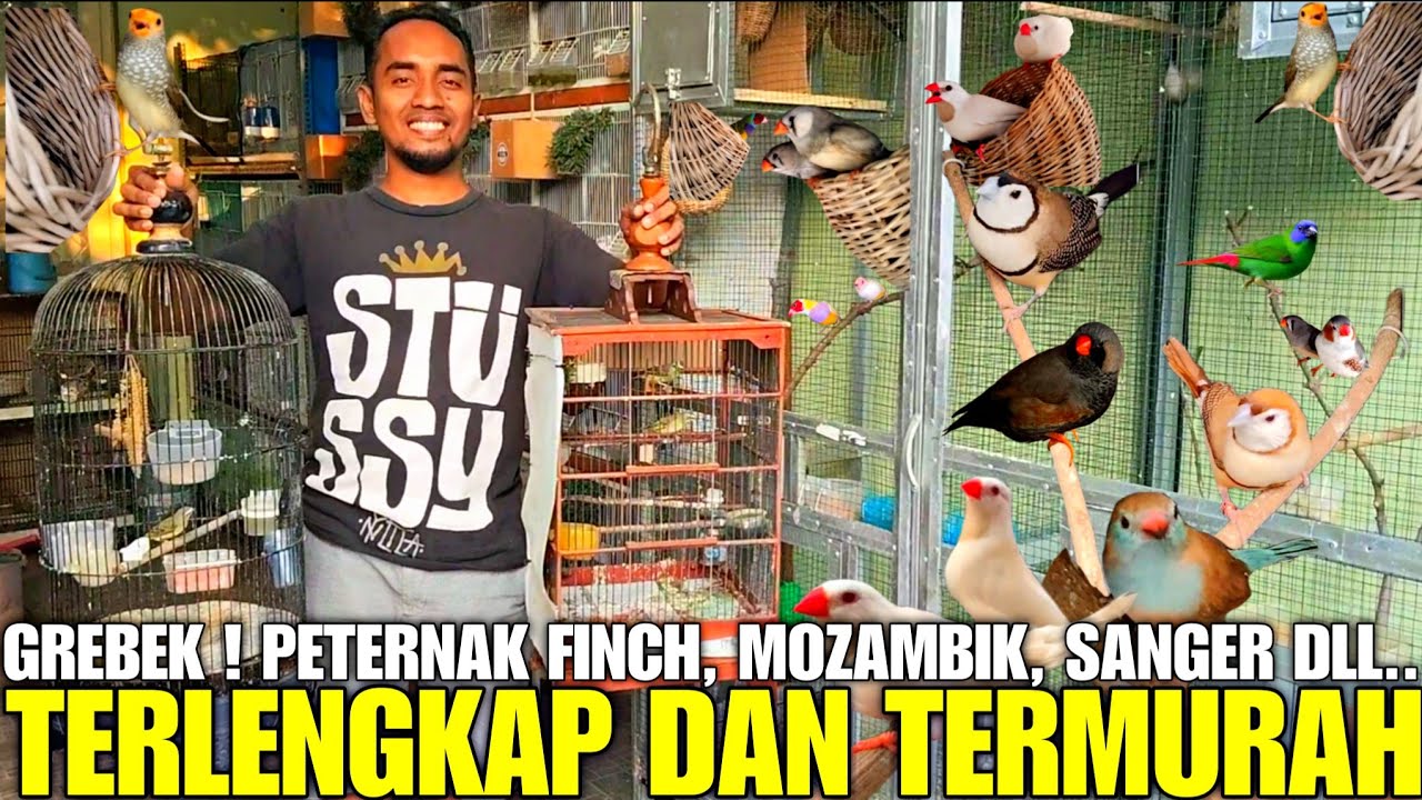 BIKIN SYOK ! DIANGGAP CUMA BURUNG HAMA, MAS INI BISA MERAUP CUAN DARI TERNAK ANEKA JENIS FINCH