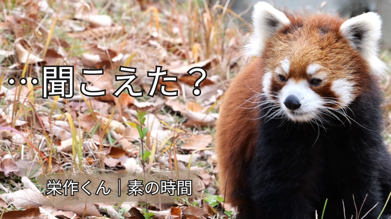 …聞こえた？🐾 栄作くんの見回り｜素の時間（茶臼山動物園）