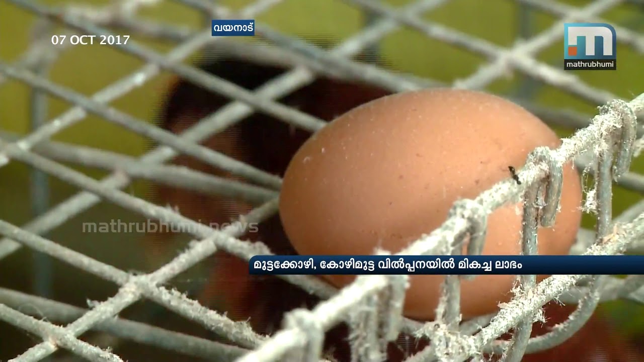 A Wayanad Model In Poultry Farming| Mathrubhumi News