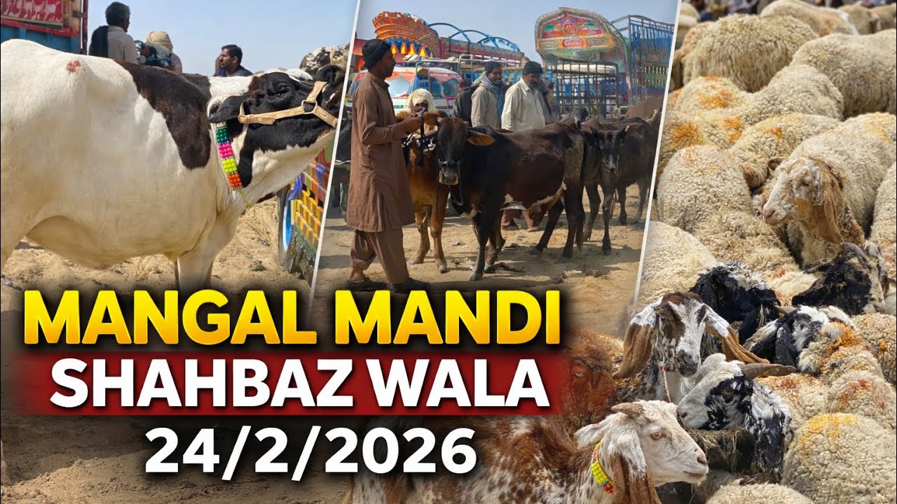 Mangal mandi shahbazwala منگل منڈی شہباز والا فورٹ عباس bakra mandi 