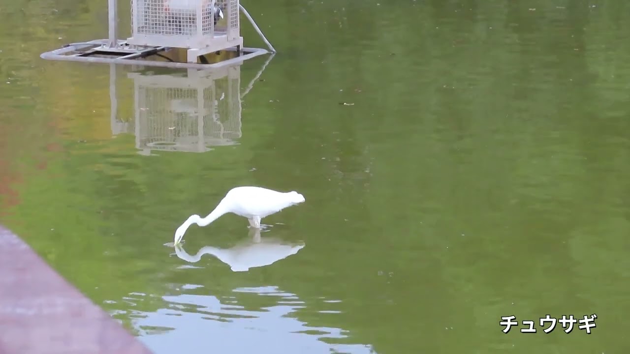 2025佐賀県立森林公園「チュウサギ クロツラヘラサギの採餌の様子」11月27日 ‐ Clipchampで作成