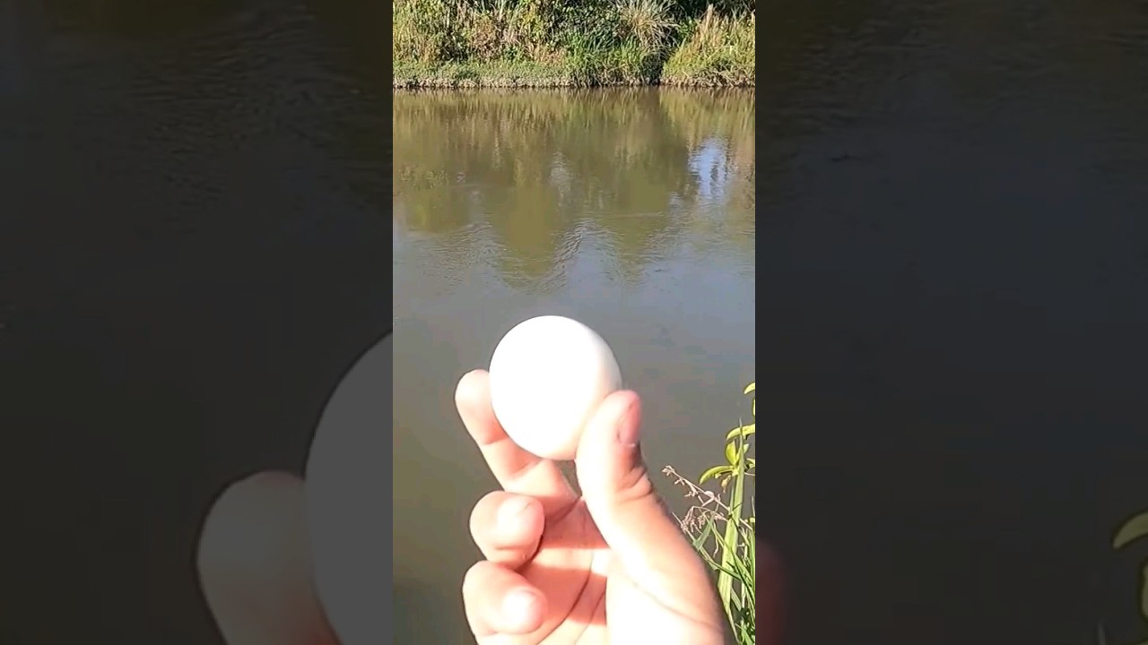 melhor isca para pescaria de lambari #pescaria #fishing #lambari #pantanal #fish #fisgada