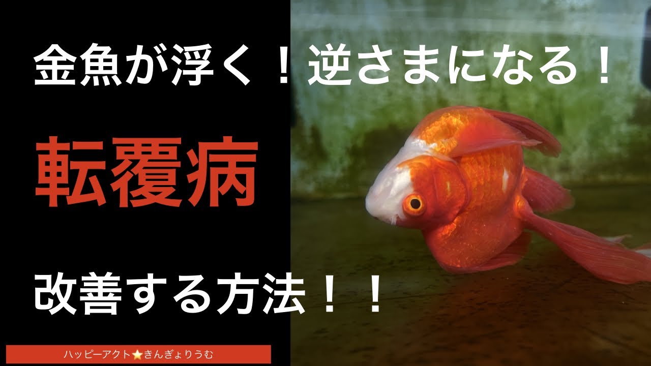 金魚の転覆病とは？原因や症状、治療方法を解説【逆さまになる・浮く・沈む病気】
