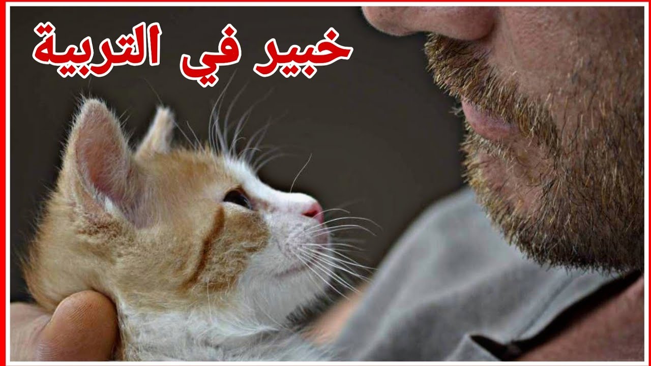 ازاى تبقي محترف في تربية القطط؟؟
