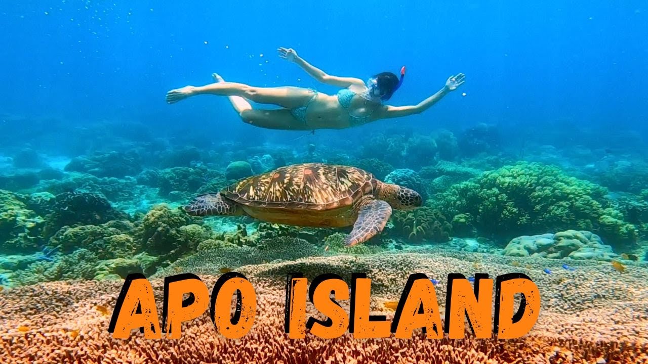 Поплавайте с морскими черепахами на острове Апо 🐢 | Рай для снорклинга на Филиппинах!