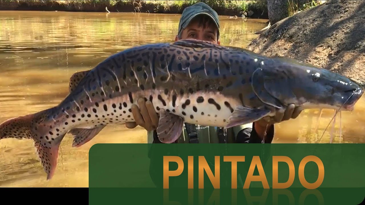 # 15 O Pintado, um ótimo peixe para cultivo em Piscicultura.