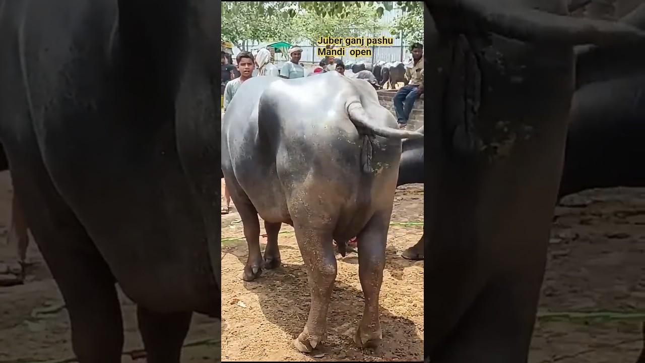 juberganj pashu Mandi Ayodhya faizabad near maksoom ganj Chauraha!
