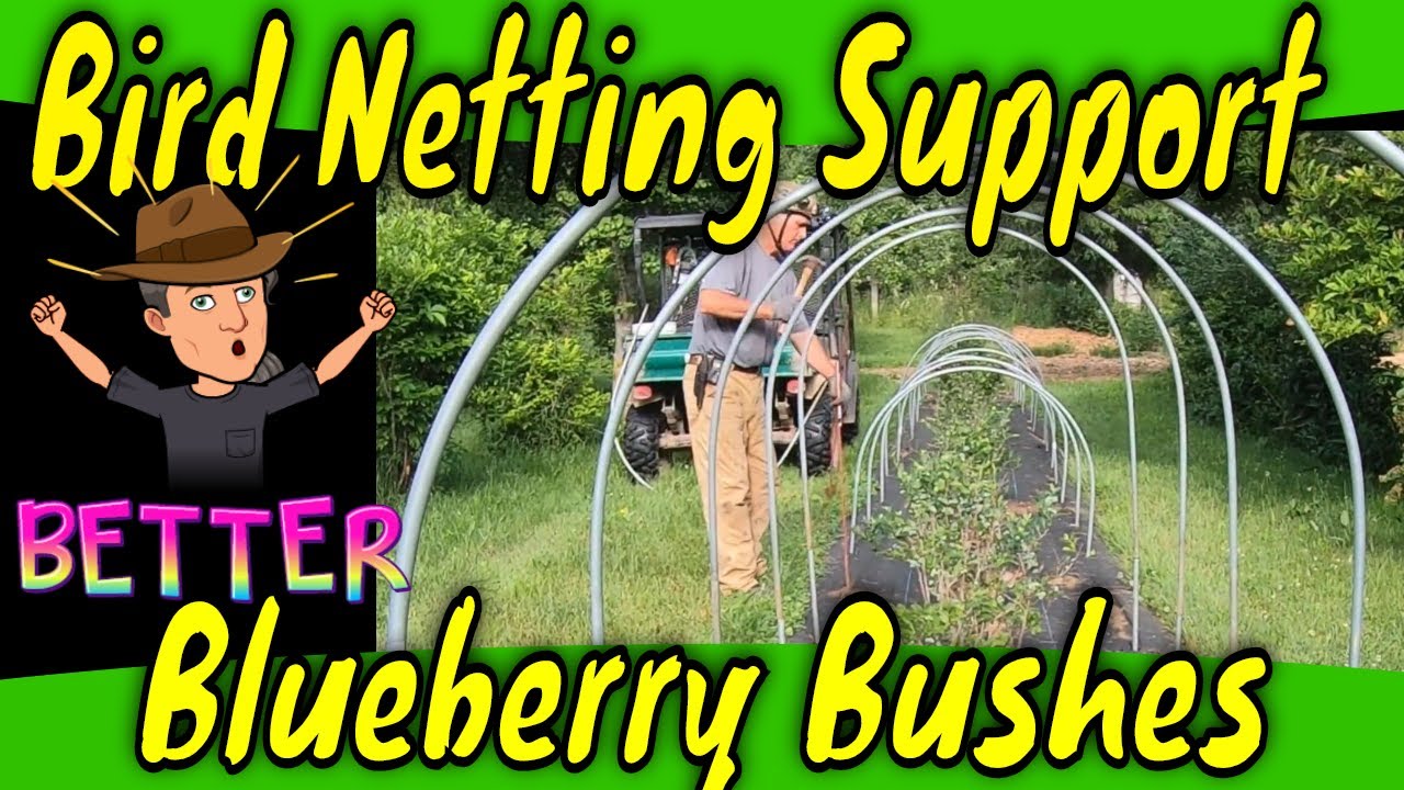 Blueberry bushes protection improvement for bird netting