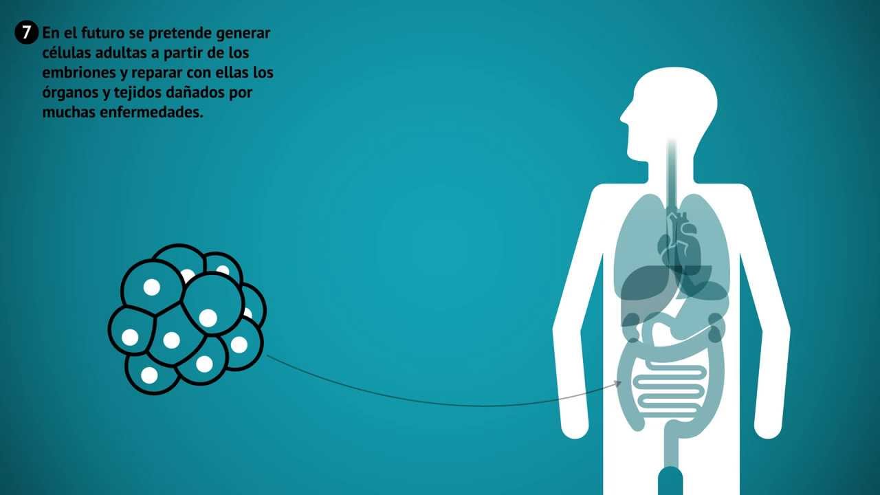Clonación terapéutica para obtener células madre humanas | Video infografía