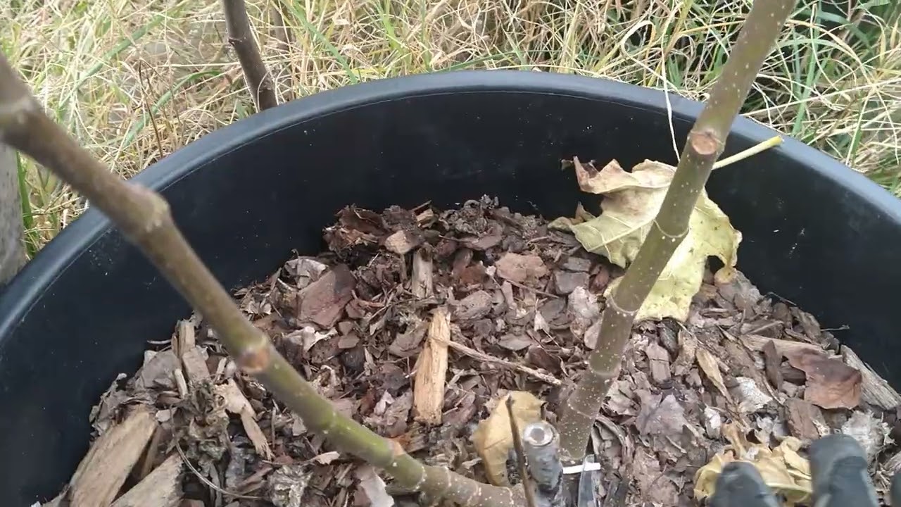 Fall Fig Pruning (part 2): Preparing Potted and In Ground Figs for Zone 7 Winter