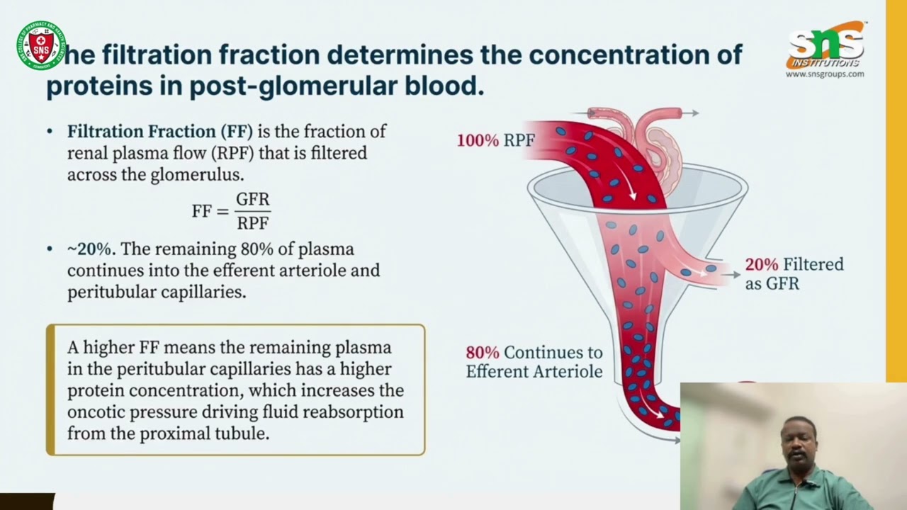 Renal Hemodynamics & GFR | Pharmacotherapeutics | SNS Institution