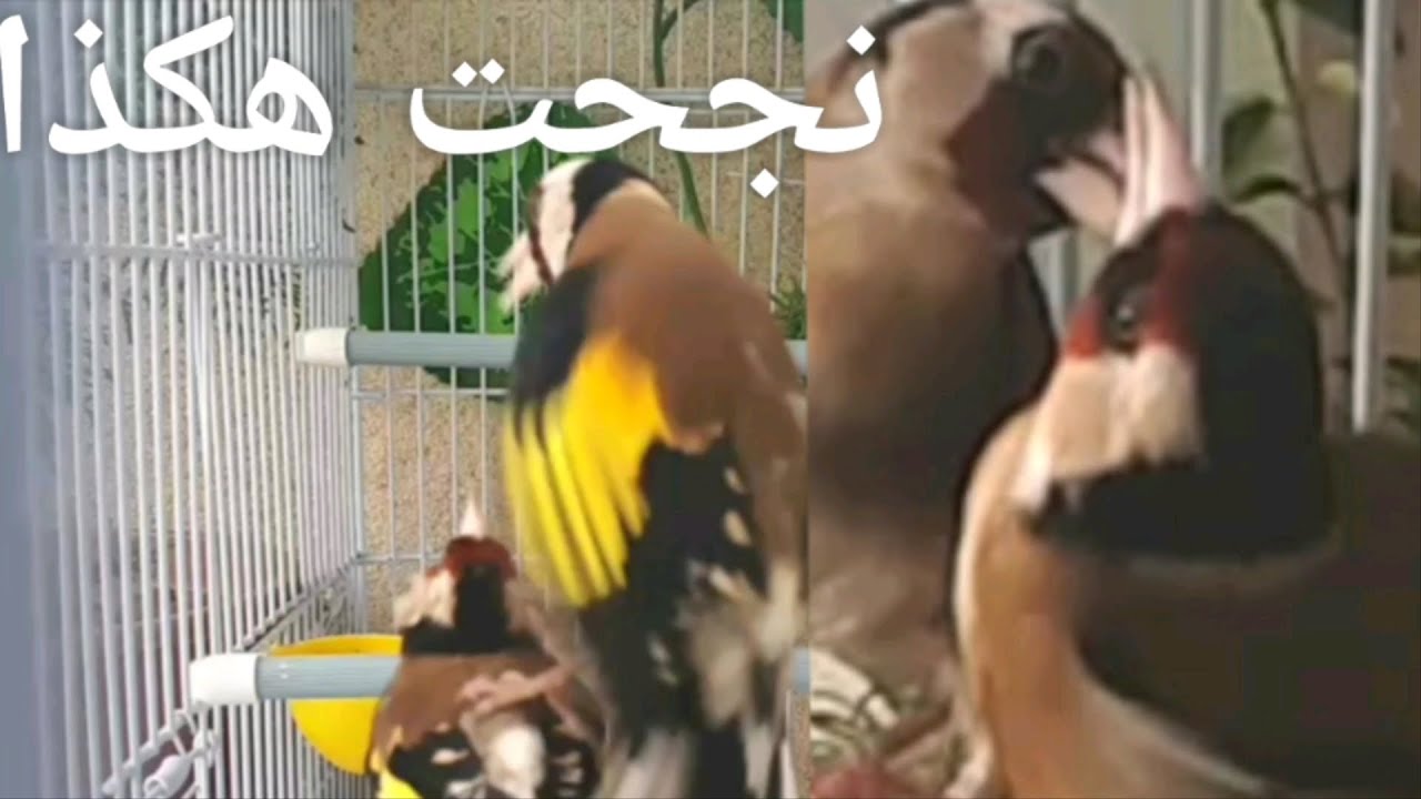 هكذا تعلمت إنتاج الحسون في القفص وأصبحت طريقتي المفضلة