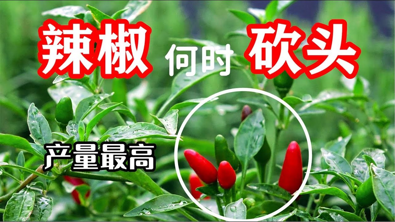 辣椒何时掐尖去头最高产，看一眼就知道！种植朝天椒需要摘心吗？【种菜养花 - 辣椒】