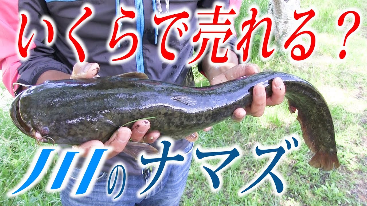【川で金儲け？】捕獲したナマズはいくらで売れるの？？