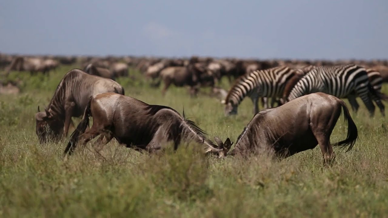 Following the Wildebeest Migration at Serengeti, Tanzania - Africa