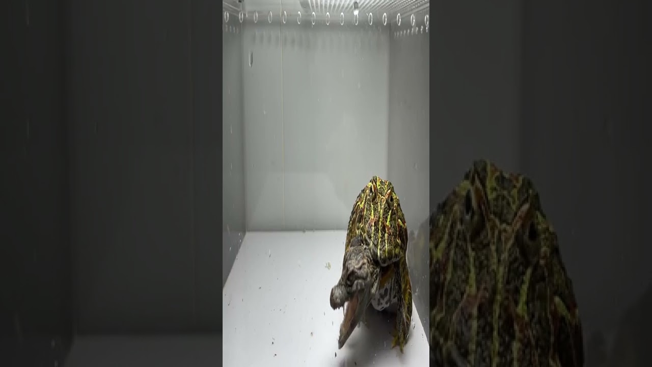 Asian Bullfrog Eats Sparrow Bird! Asian Bullfrog Live Feeding 