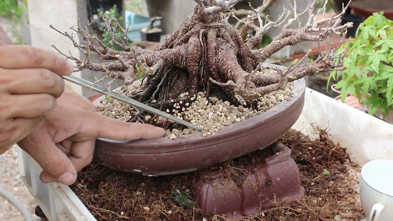 Cómo trasplantar un bonsai de Ficus