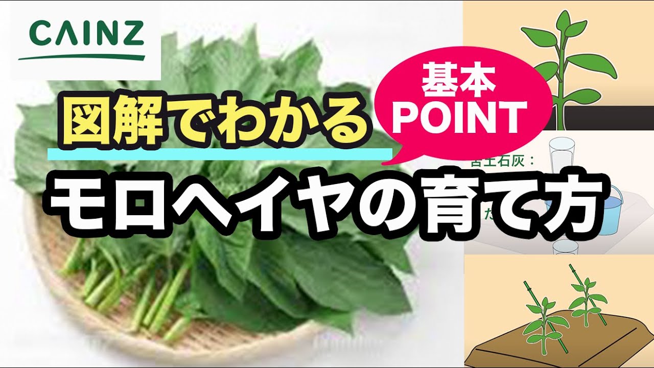 モロヘイヤの育て方｜初心者でもできるモロヘイヤ栽培【カインズ野菜栽培】