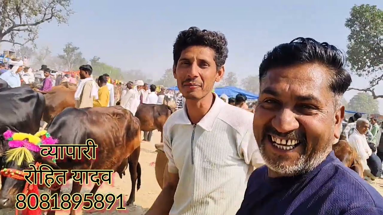 पंजाब से आयी दूध वाली गाय || व्यापारी रोहित यादव खलकपुर्वा || ये नहीं देखा तो कुछ नहीं देखा ||