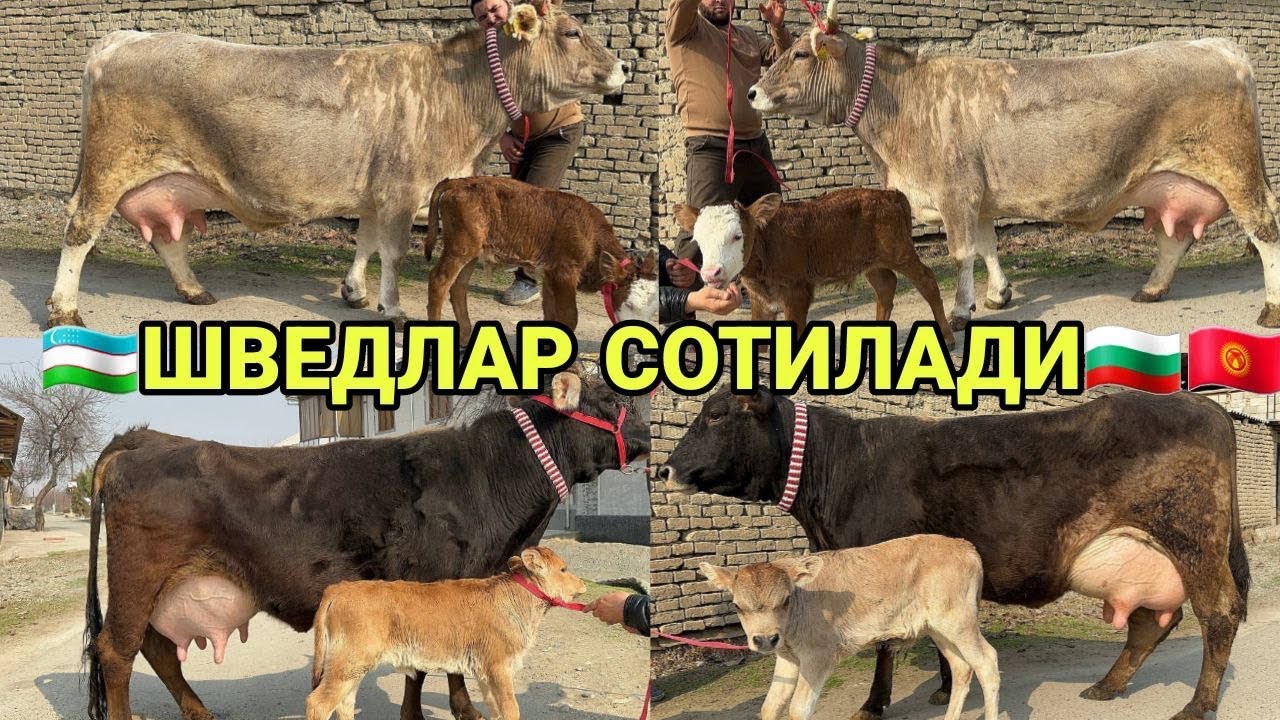 САРВАРБЕКДАН ТОЗЗА КОНЛИ ШВЕД СУТДОР СИММЕНТАЛ БОЛАЛИКЛАРИ СОТИЛАДИ SHIVEDLAR SOTILADI 25 февраля