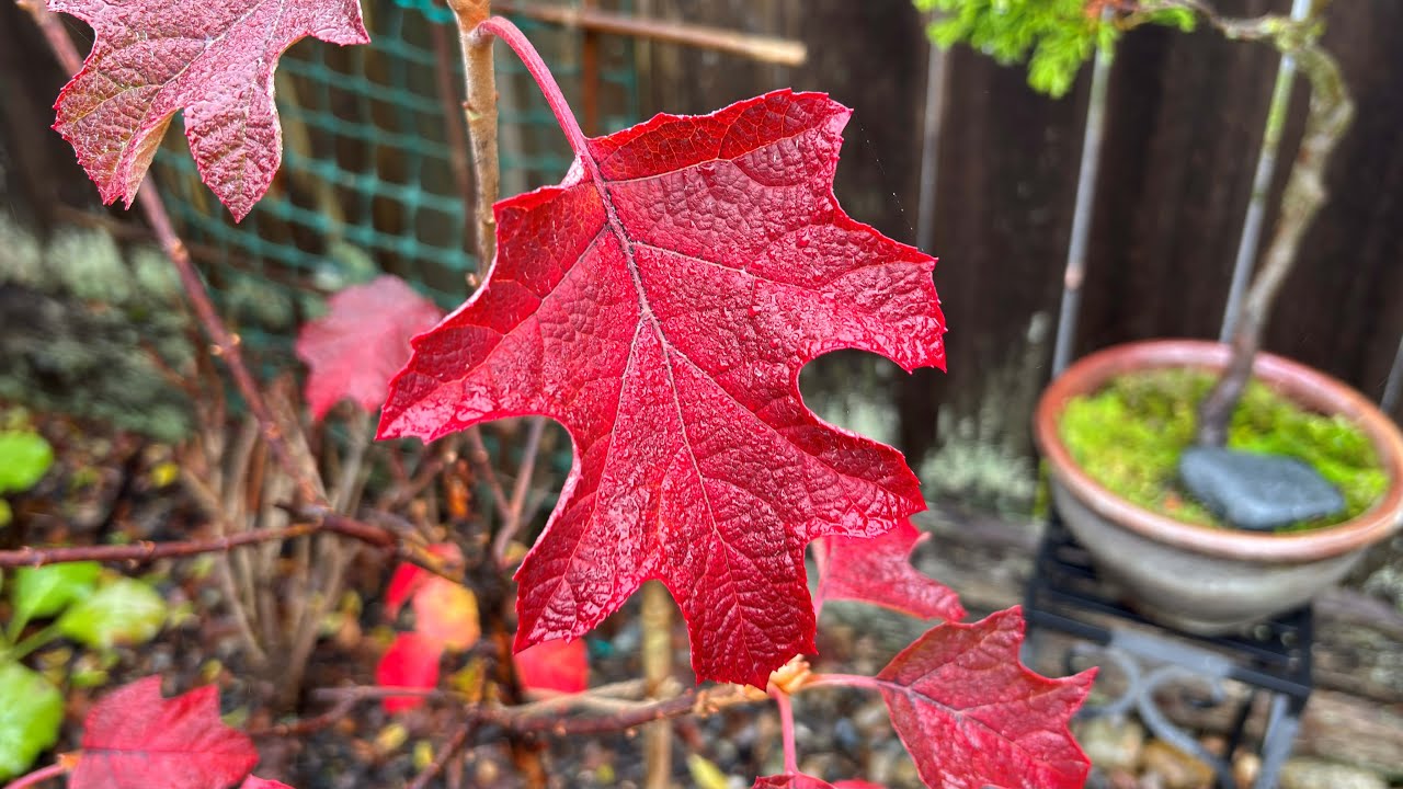 2025 For Oakleaf Hydrangea 