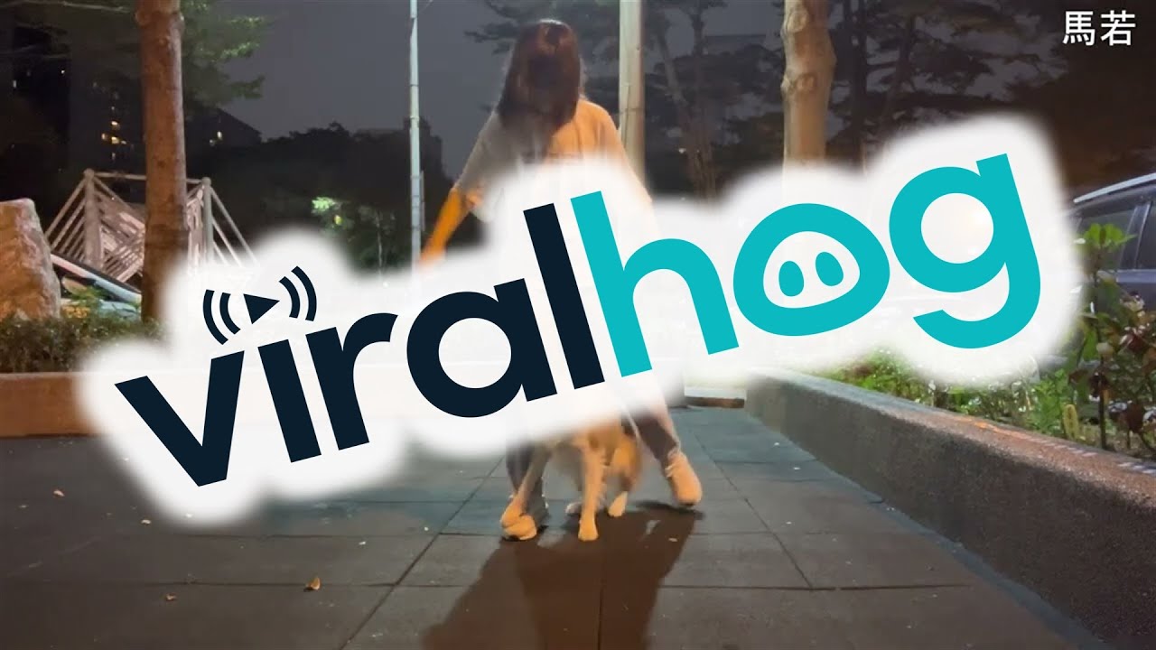 Well Trained Dog Dances With Owner || ViralHog