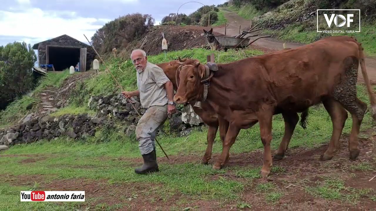 Grande Herói na Fajã do Mero, Ilha São Jorge