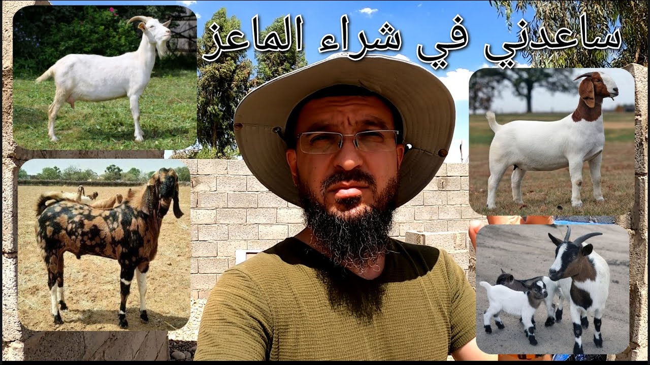 بناء اعشاش للحمام🕊 بأرخص التكاليف🍂🍃نمو الخضروات والأشجار 🪴🌾تحضير الفقاسة🐣رش البيت بالمبيدات🦟🪰🪳(83)