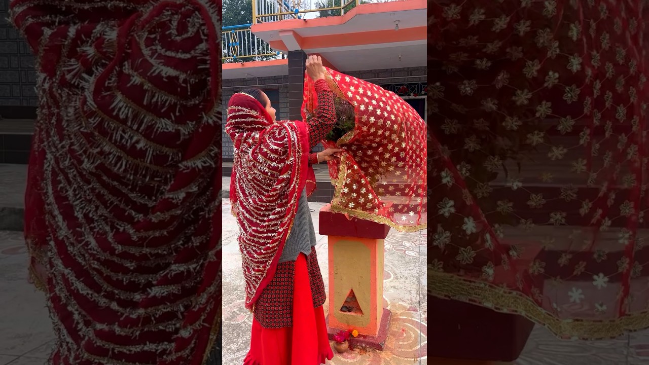 Tulsi Pooja || Festival in Himachal || #himachal #festival #ytshorts #shorts