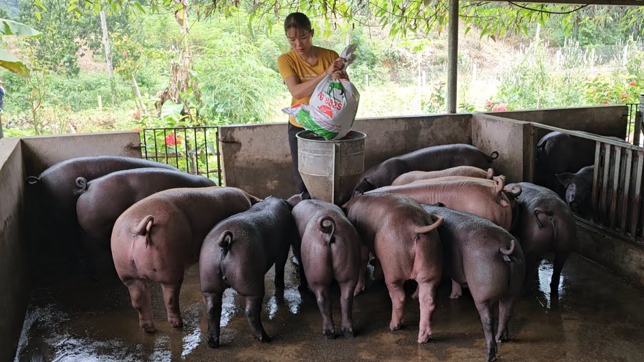 Pig farming, what kind of feed should be given to pigs to help them grow quickly? ( Ep 310 )