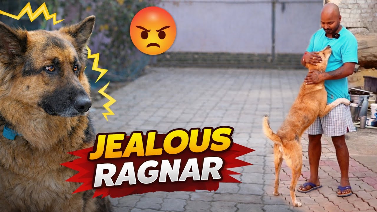 जानवरों का शेल्टर बनाना मतलब सब चीज़ से सन्यास लेना 🥹