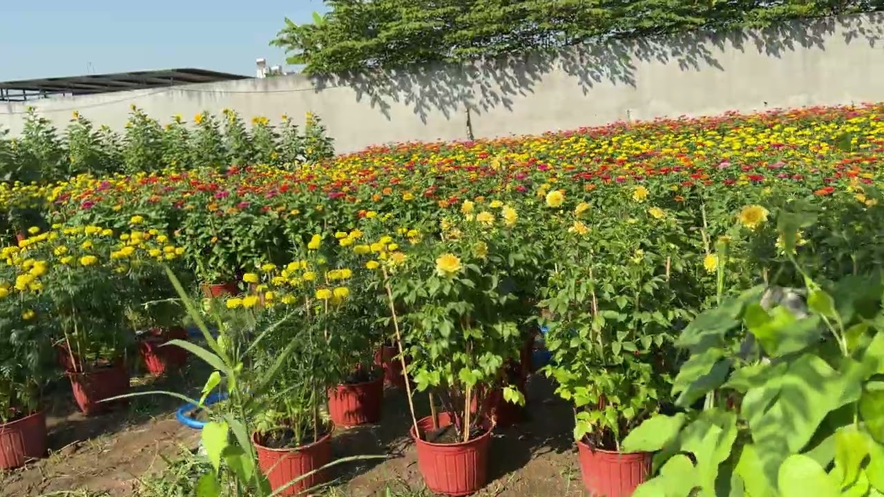 Hoa Xuân sáng 22 Tết Bính Ngọ