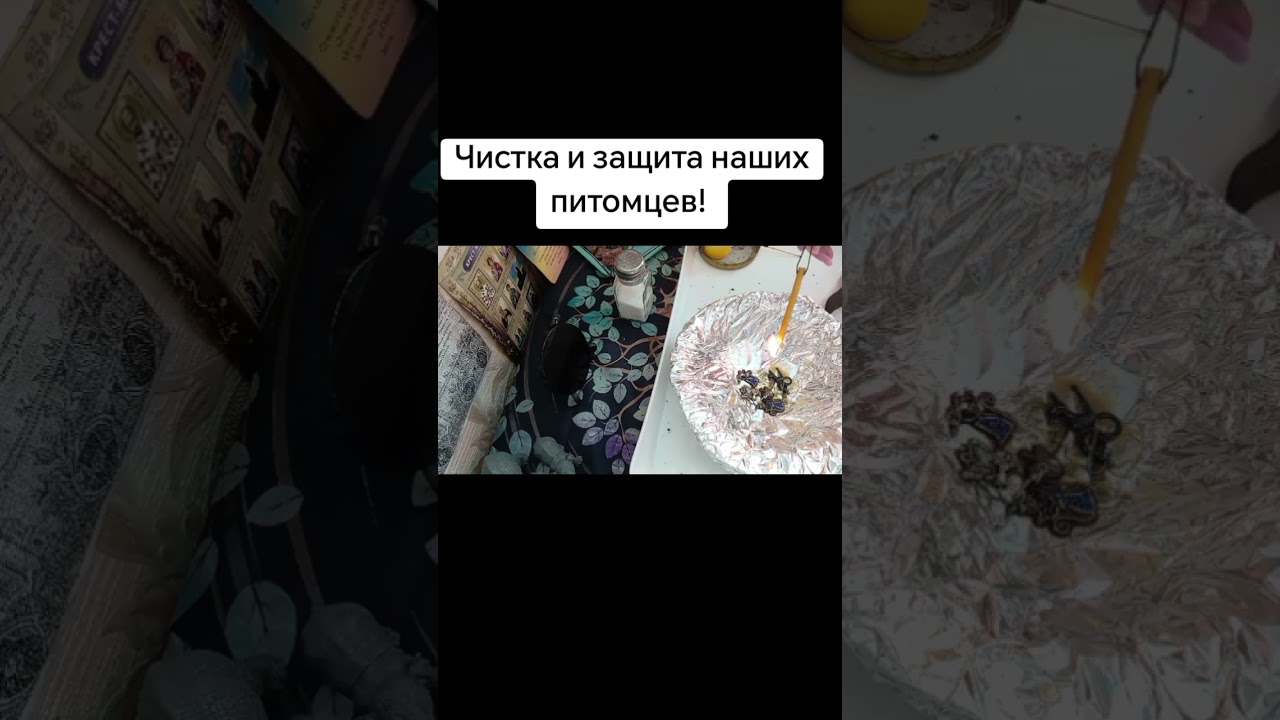 Чистка и защита наших питомцев! #каралепэска #целитель #питомцы #питомец #чистка #защита #эзотерика