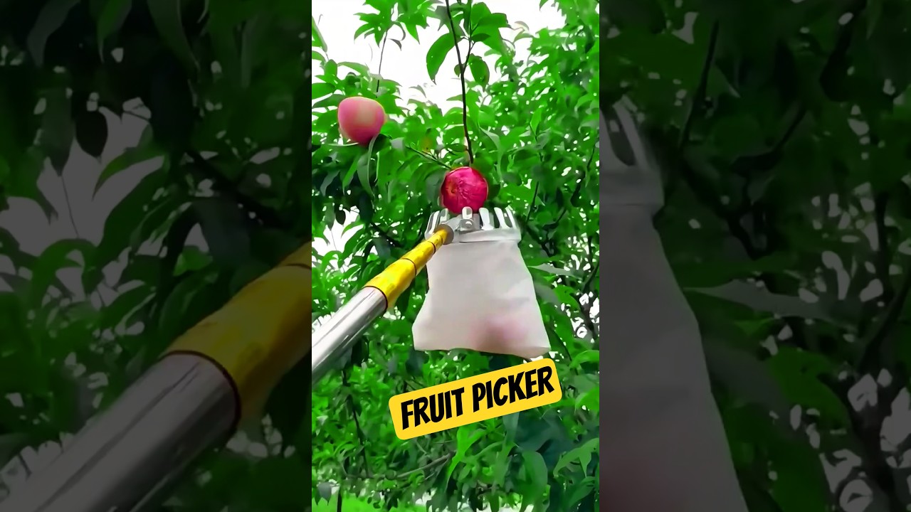 No More Climbing Trees &mdash; This Tool Picks Fruit From the Ground! 🍎 #fruitpicker #gadgets #viralvideo