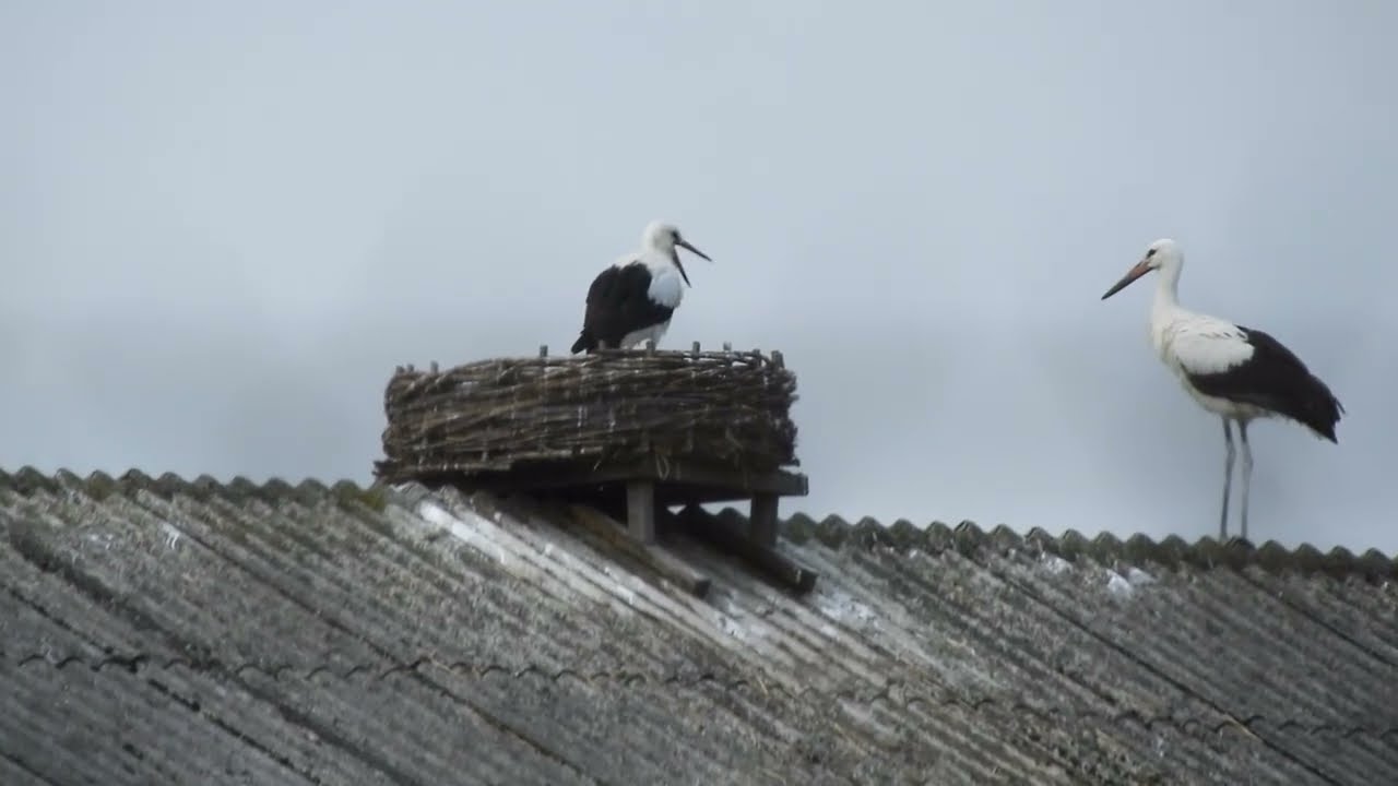 Bociany Kozubszczyzna 2024 | Ostatnie ujęcia bocianków