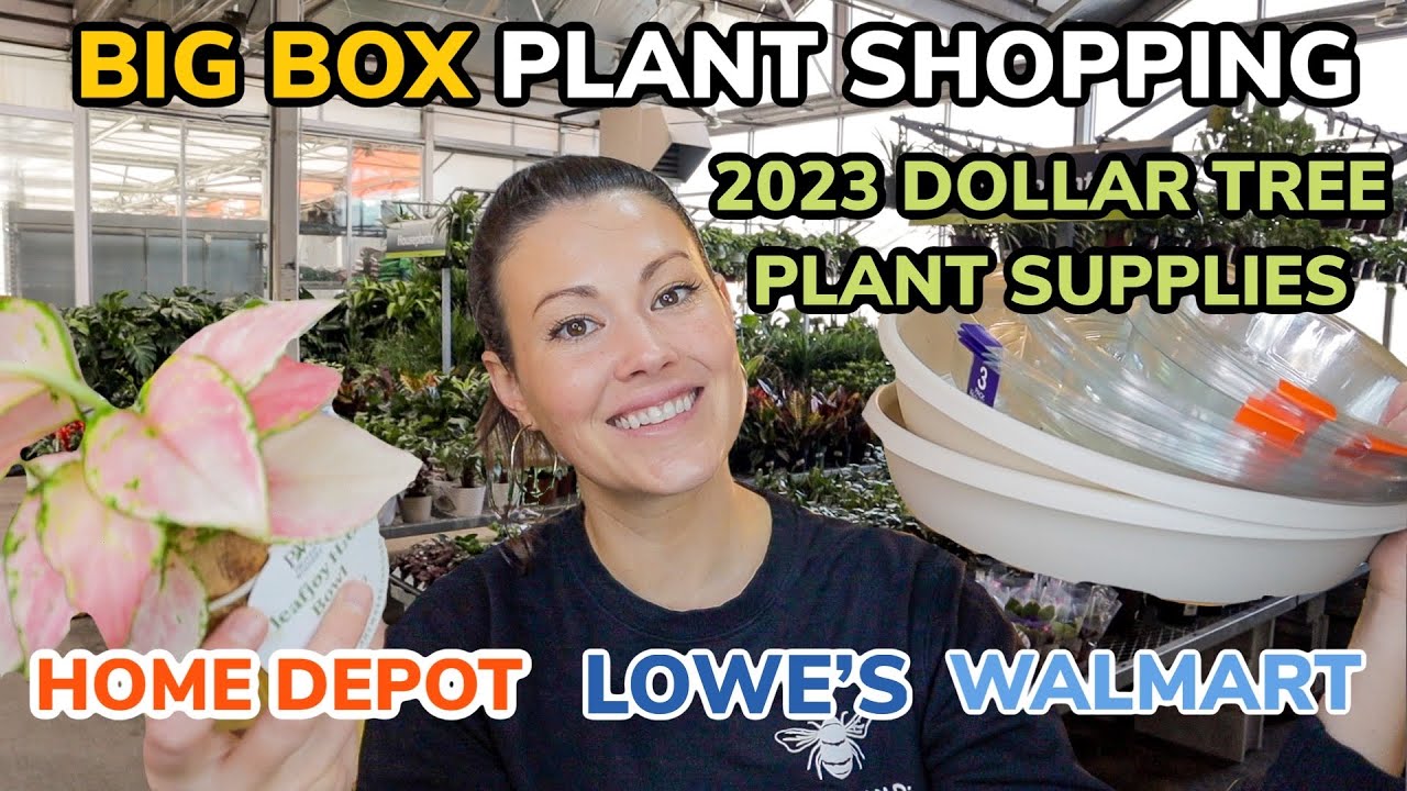 $19 BIG Fiddle Leaf Fig?! Big Box Plant Shopping, Dollar Tree Plant Supplies & Plant Haul