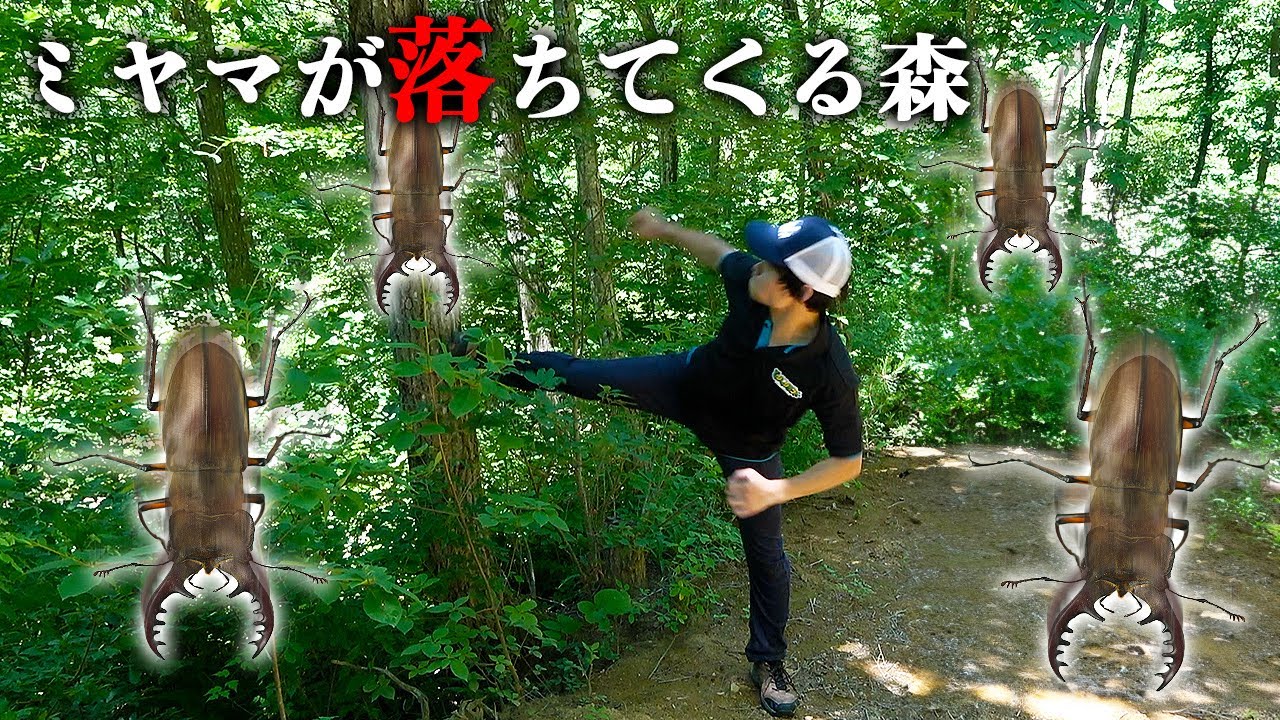 この森...ミヤマが落ちてくるぞ...!!