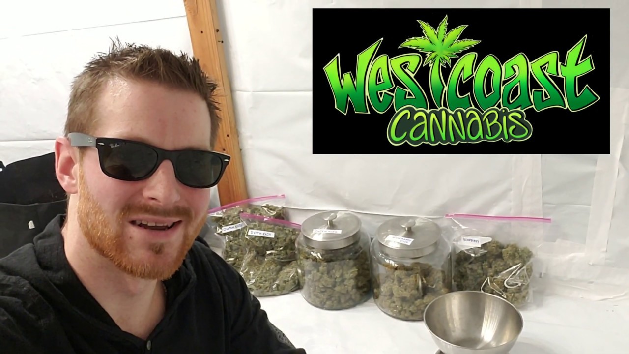 LED Harvest Results - Optic 1 vs Optic 1XL Photoperiod Cannabis Grow - 3 Plants being weighed up