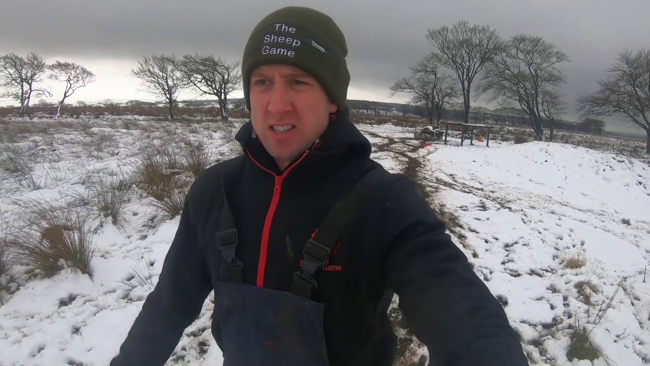 THE SCOTTISH BLACKFACE in the snow