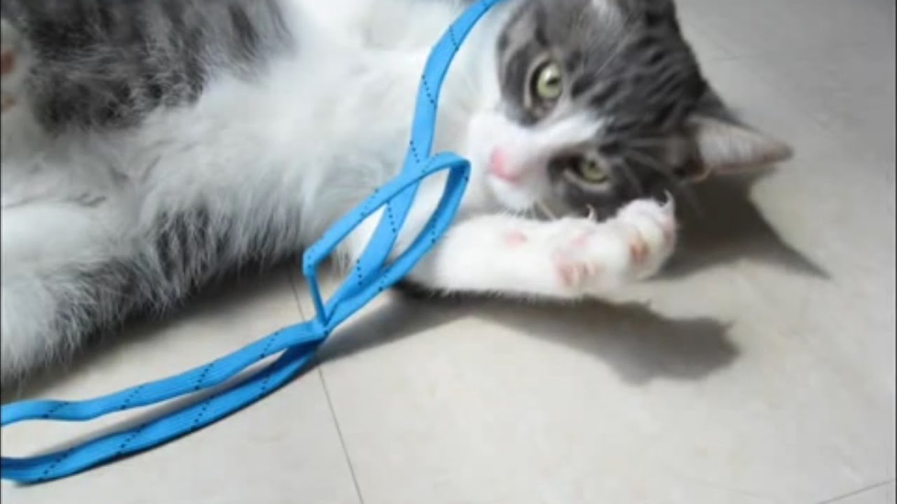 Cute Cat for Adoption Chat Billy