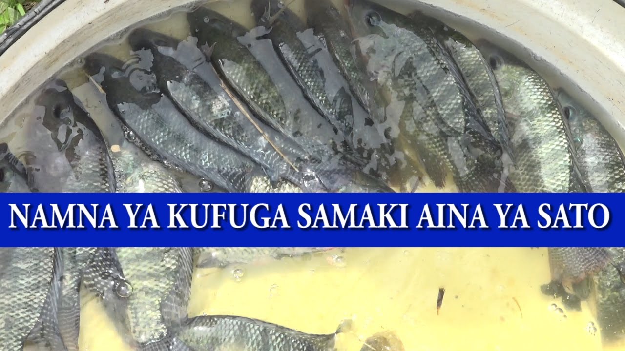 🔴 JINSI YA KUFUGA SAMAKI AINA YA SATO