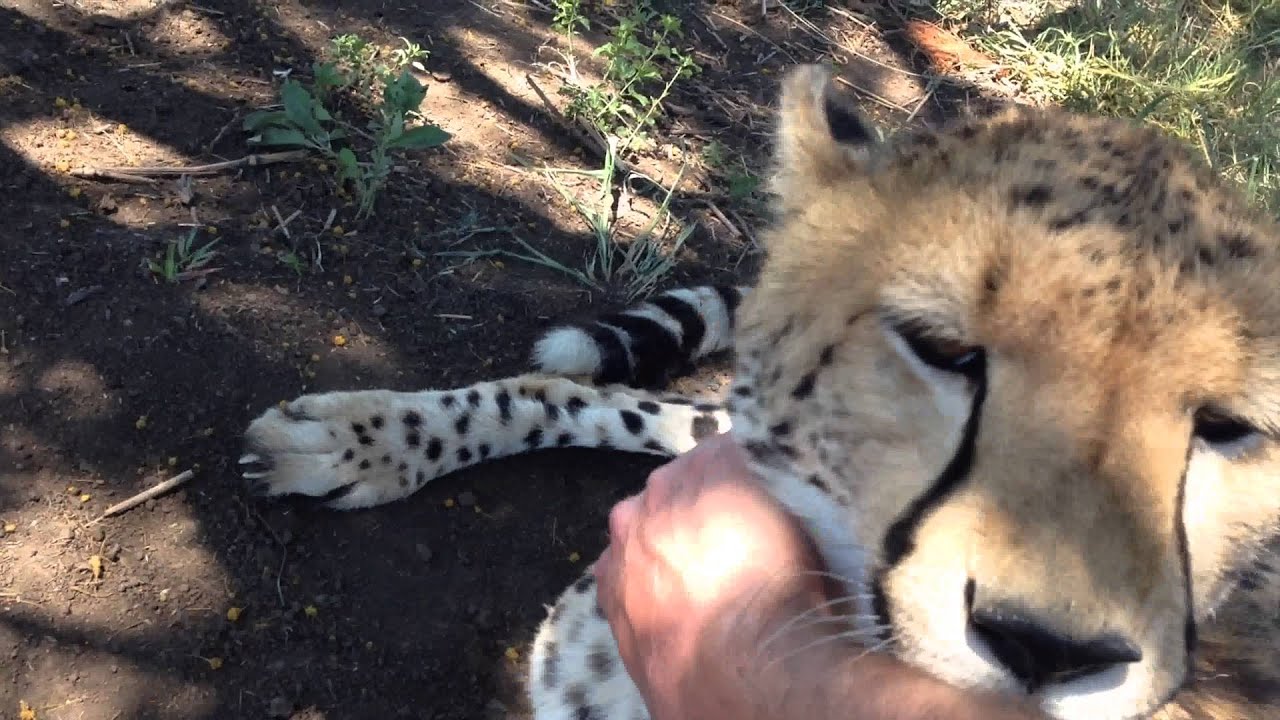 Happy Spotties (Cheetahs purring)
