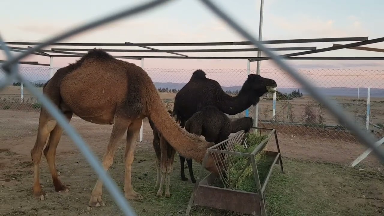 جلالة رائعة لولاد فارس بني كيل jalala wlad fares