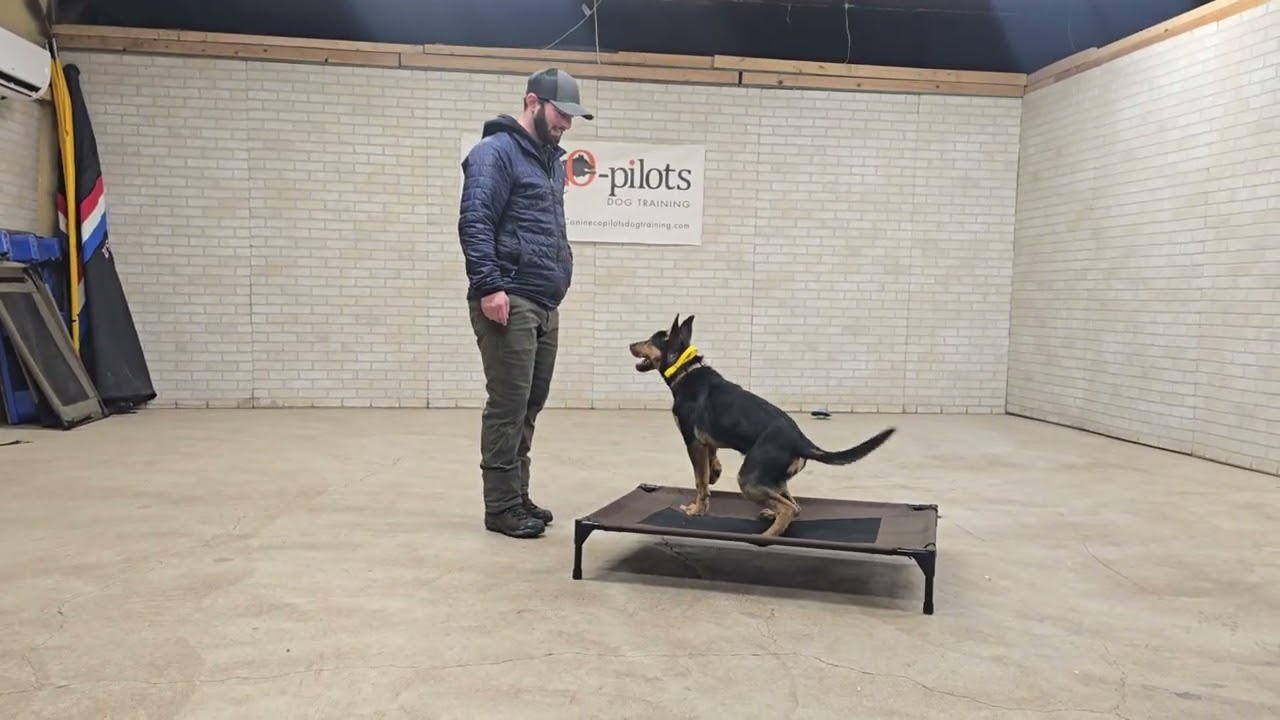 Greg off leash basics