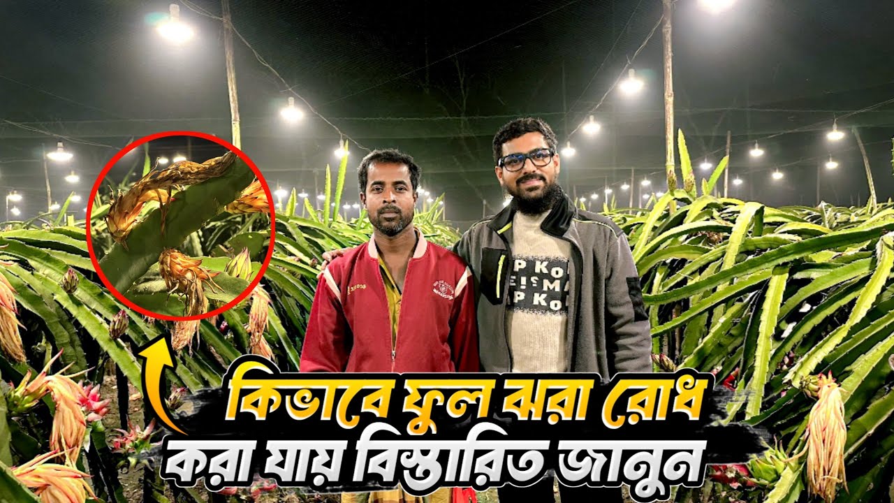 ফুল কিভাবে ঝরবে না শুনুন তার নিজের মুখ থেকে। Dragon Village 